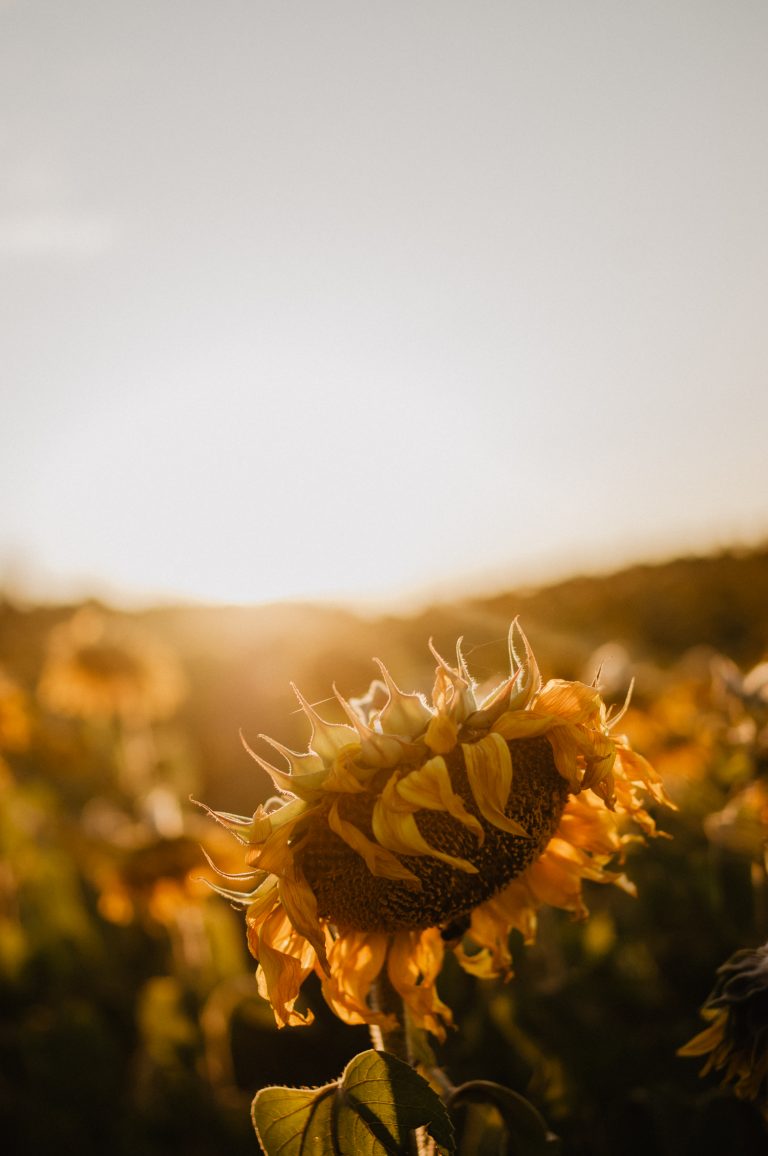 alberta sunflower photoshoot