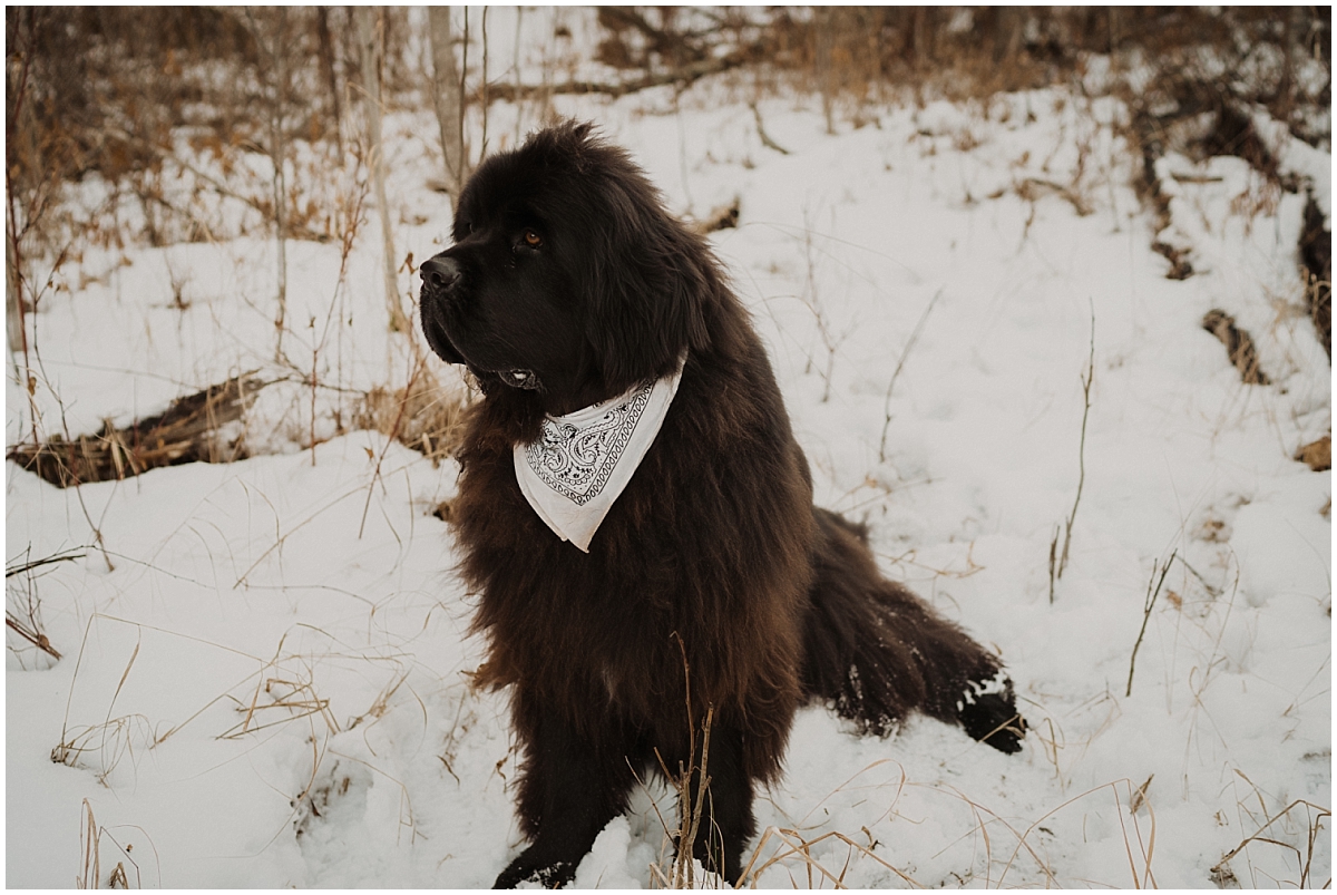 Edmonton dog photographer