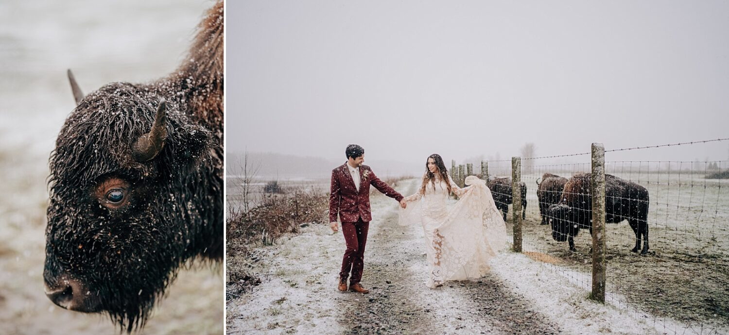 Abbotsford Wedding Photographer bride and groom in the snow with the bison at Fraser River Lodge by Seanna Leaf Photography